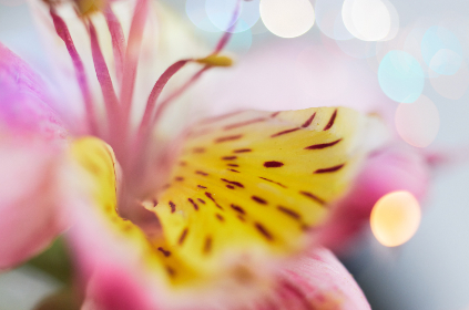 7月1日最新开奖结果查询与历史中奖号码汇总